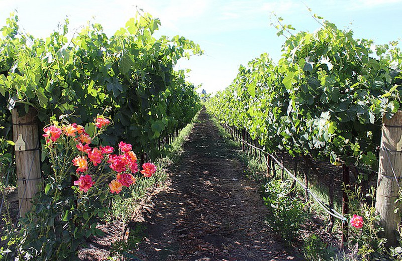 The vineyards 