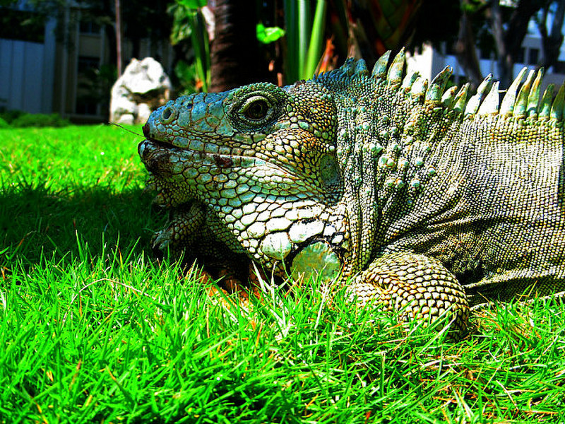 parque de las iguanas I