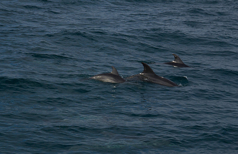 delfines acompa&ntilde;ando al barco