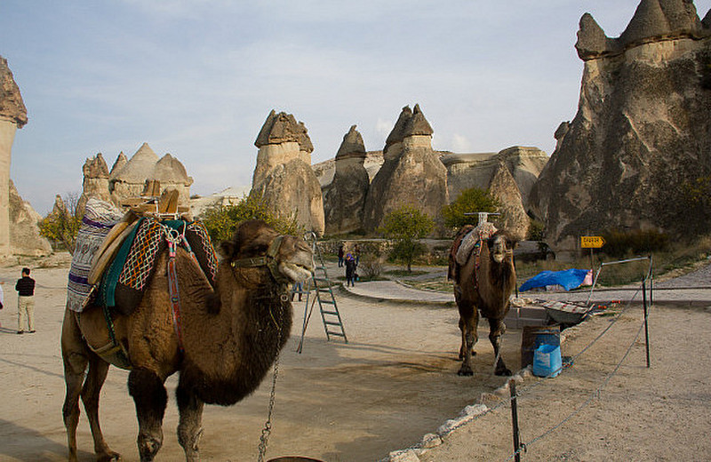 Camellos esperando la foto