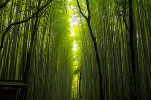 Bosque de bamb&uacute;