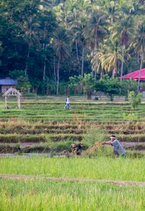 Trabajando en los arrozales