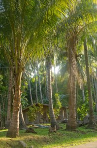 Casa en medio de palmeras