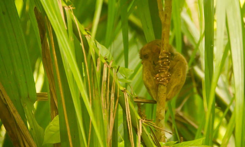 Tarsero...marsupiales end&eacute;micos de Filipinas