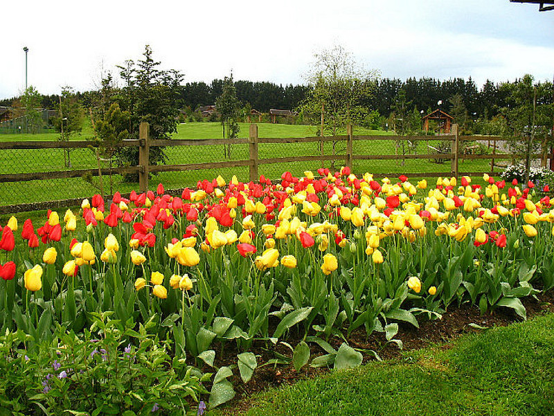 Tulipanes Llanquihue