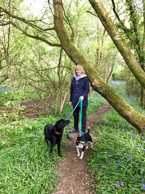 Walking Monty &amp; Malfy in the Bluebell Woods