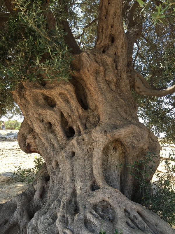 Approx 400 year old Olive tree 