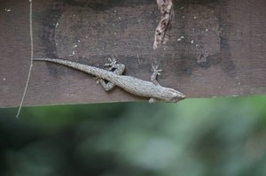 47 Gecko