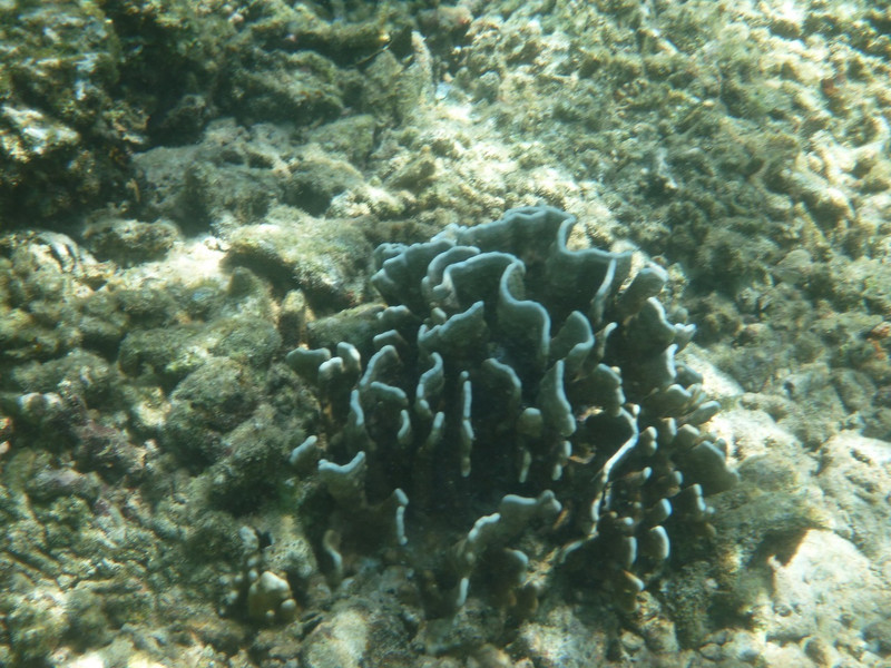 23 Coral