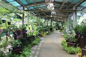 33 Orchid Garden
