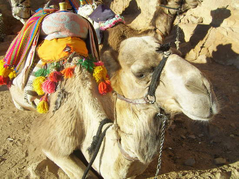 10 Cute camel