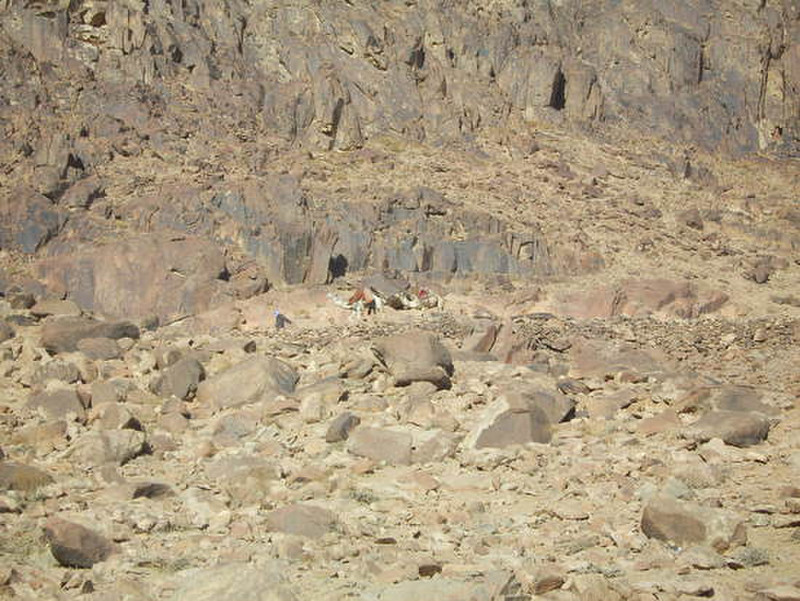 13 Camels and rocks