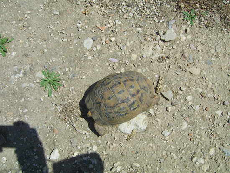 15 Turtle