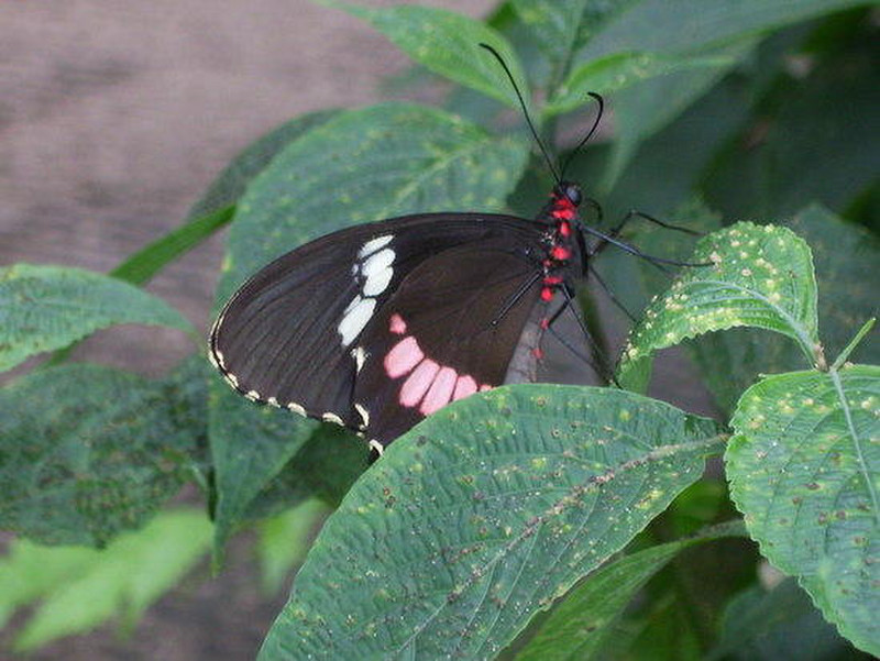 05 Butterfly