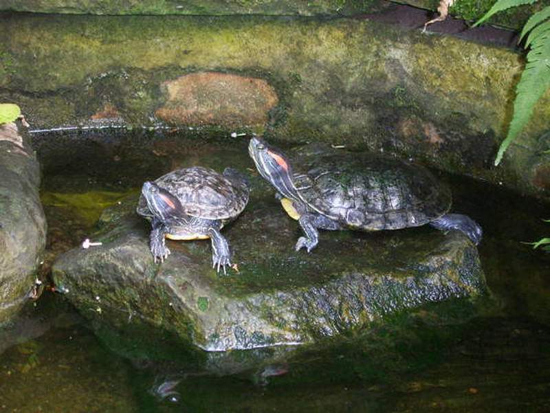 08 Turtles
