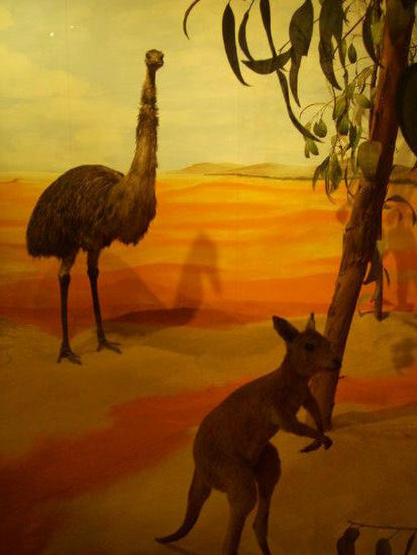 08 Aussie animals