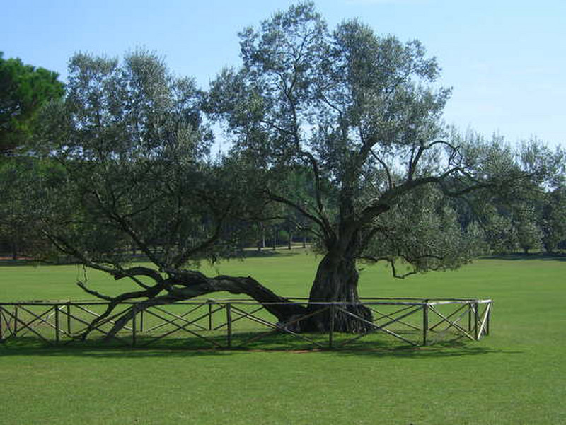 20 Olive tree