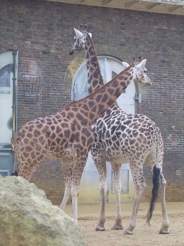 16 Giraffes