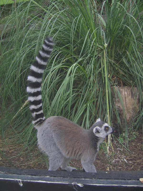 20 Lemur