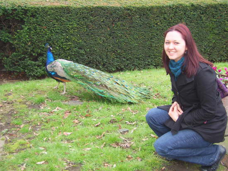 11 Me and the peacock