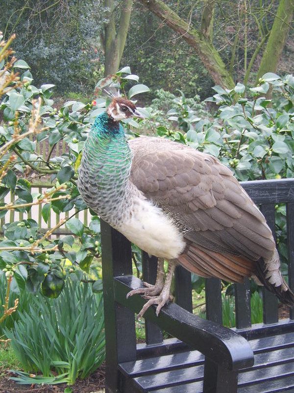 17 Female peacock