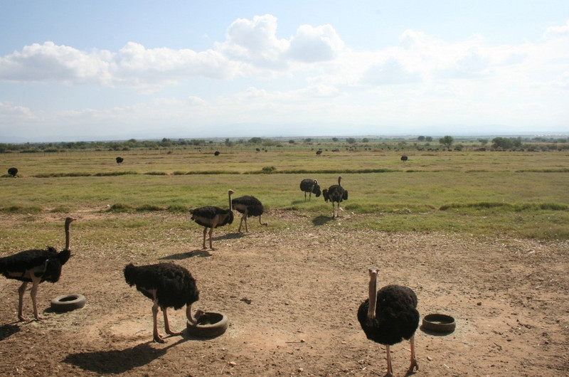 08 Ostriches