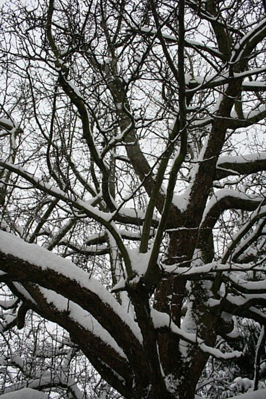 06 Covered branches