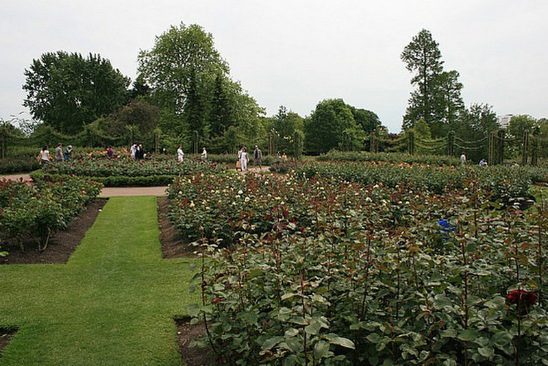 14 Rose garden