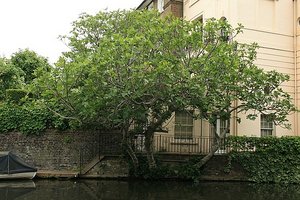 27 Fig tree