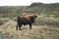 38 Highland Cattle