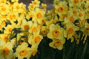 65 Daffodils 