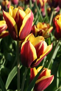 66 Tulips