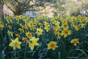 77 Daffodils