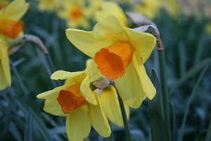 78 Daffodils