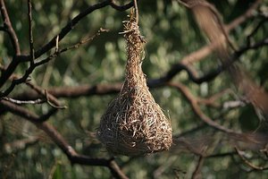 50 Nest