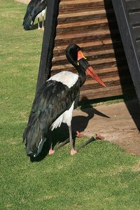 64 Stork