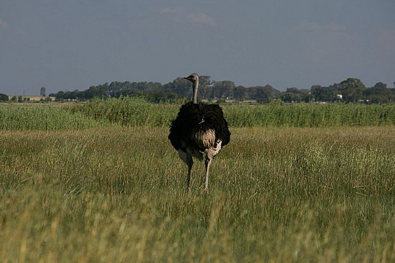 03 Ostrich