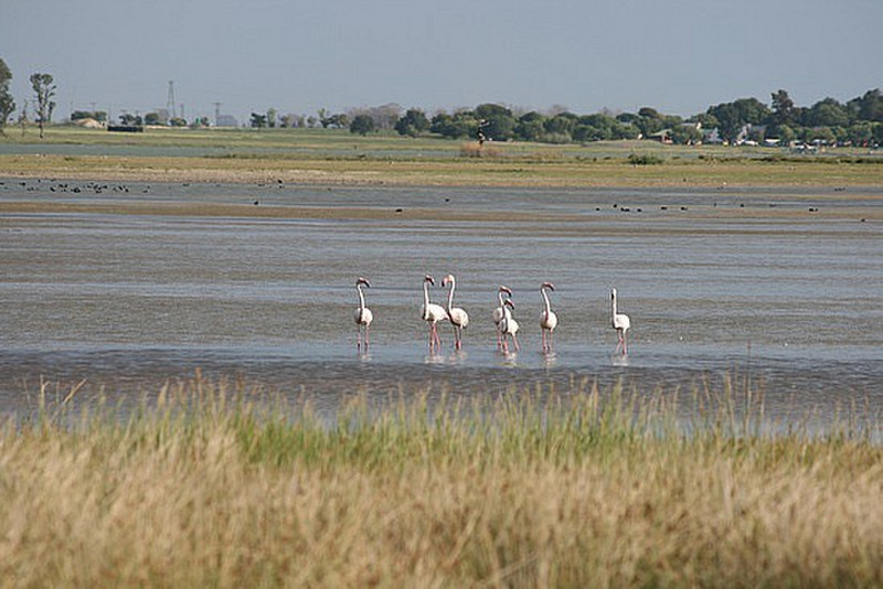 05 Flamingos