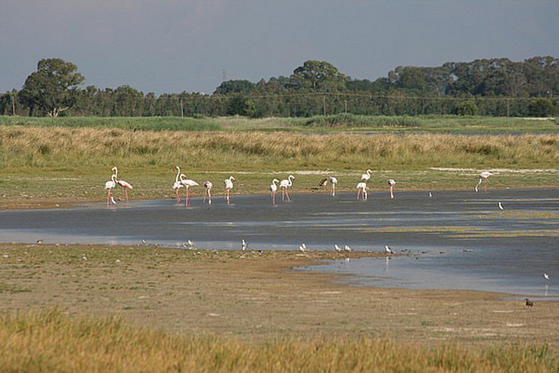 06 Flamingos