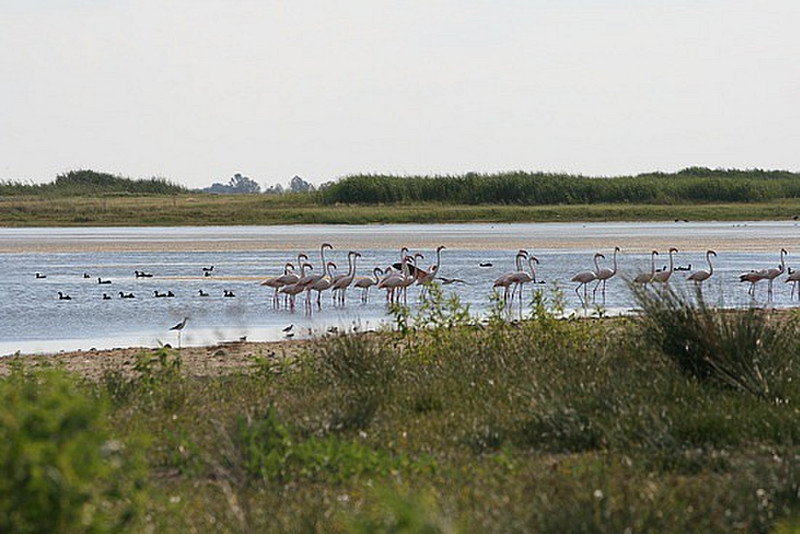 16 Flamingos