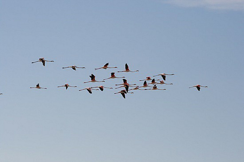 18 Flamingos