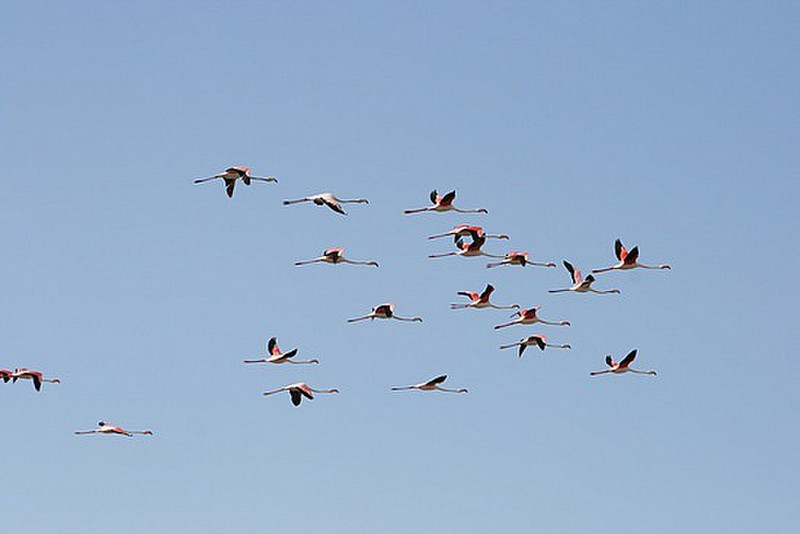 19 Flamingos