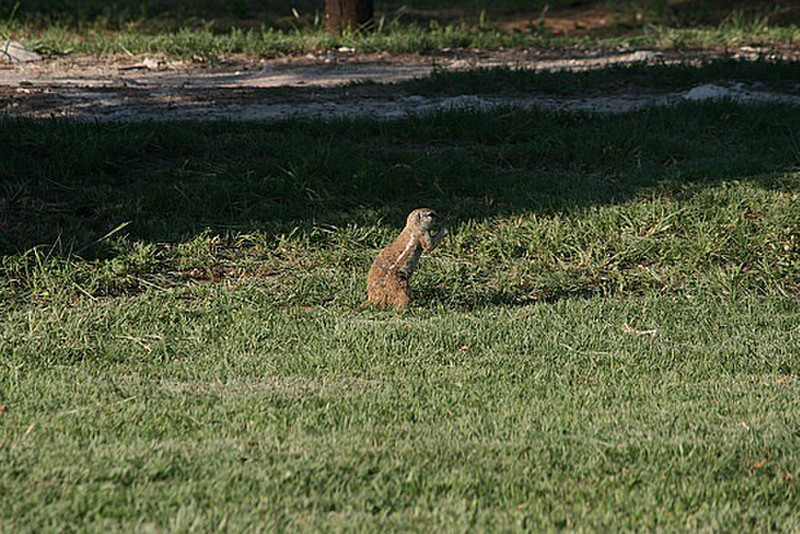 04 Ground Squirrel