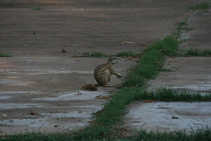07 Squirrel