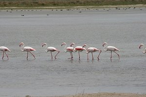 01 Flamingos