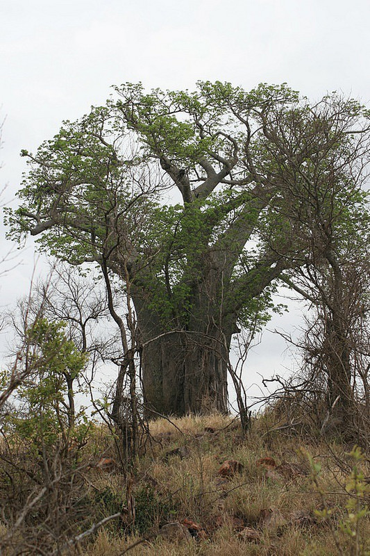 18 Baobab