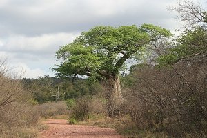 35 Baobab