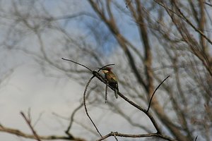 44 Bee Eater