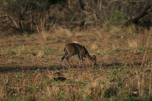 51 Steenbok