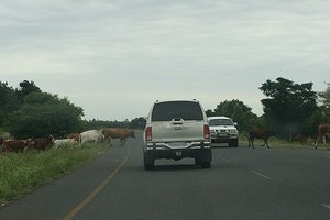 01 Cow Crossing